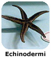 Echinodermi